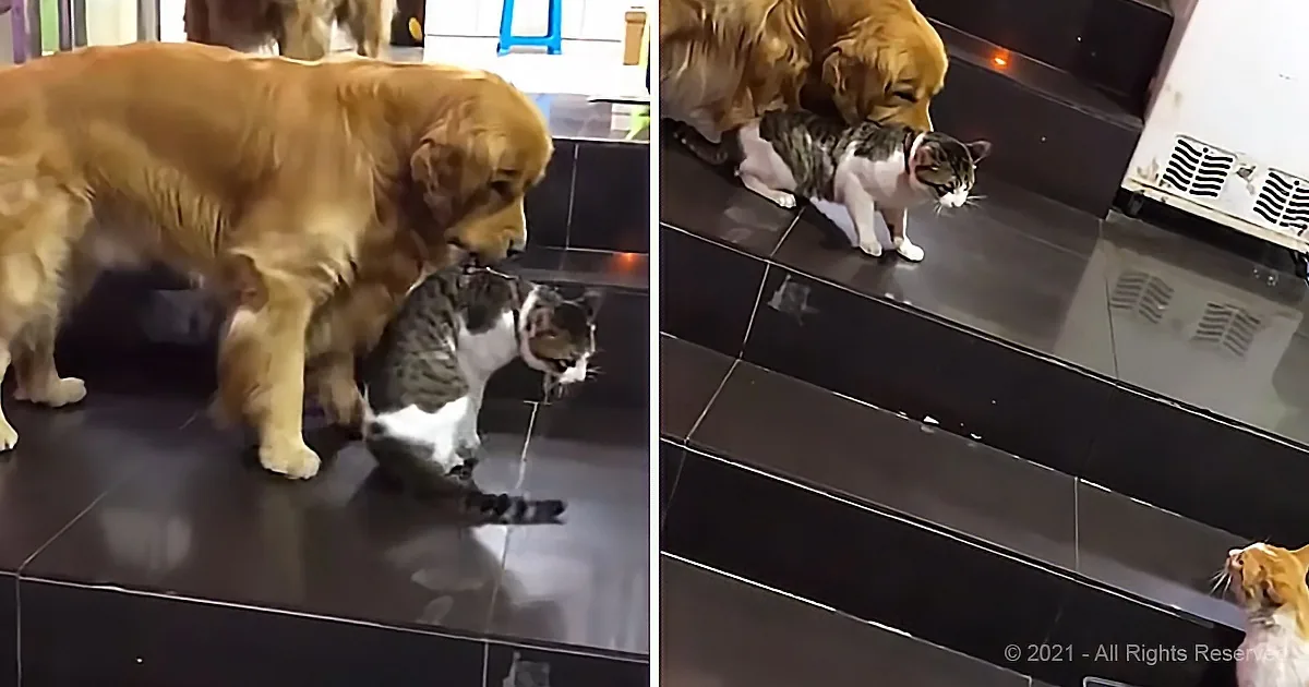 Golden Retriever Acts as Peace Police Between Brawling Cats