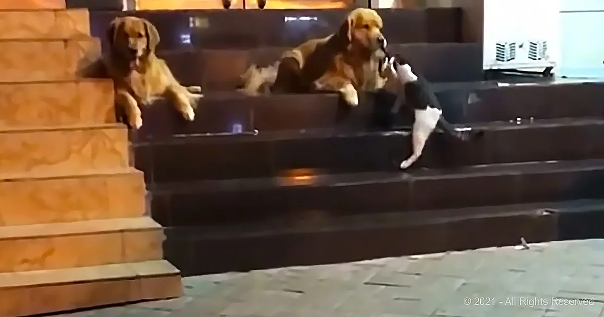Three dogs are lounging on a dark couch, with one black and white dog playfully interacting with the others.