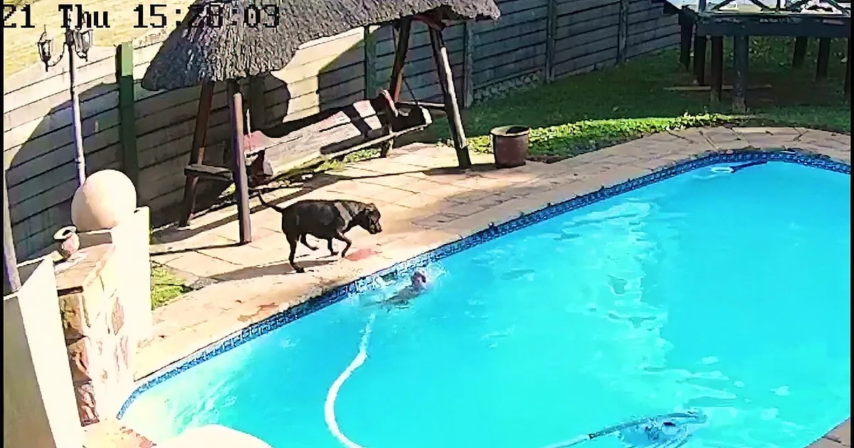 Brave Dog Does Everything to Save His Little Brother From Drowning