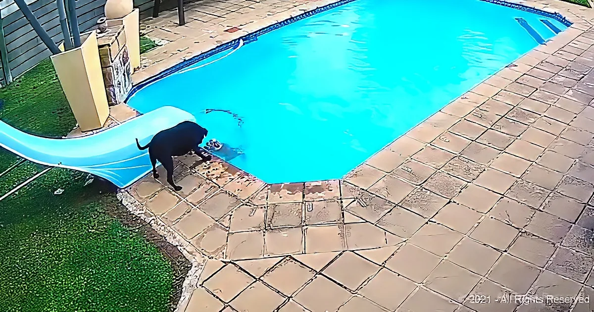 A black dog stands near a pool, looking into the water, with a blue slide nearby.