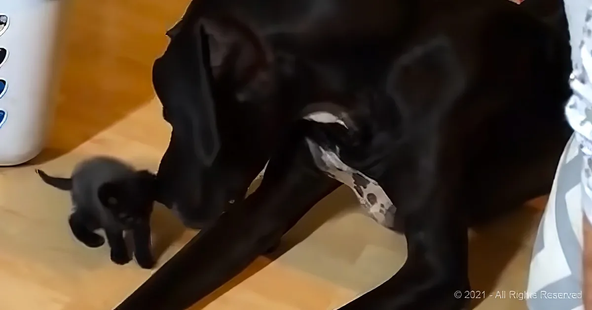 A black dog is playfully interacting with a kitten on a wooden floor.