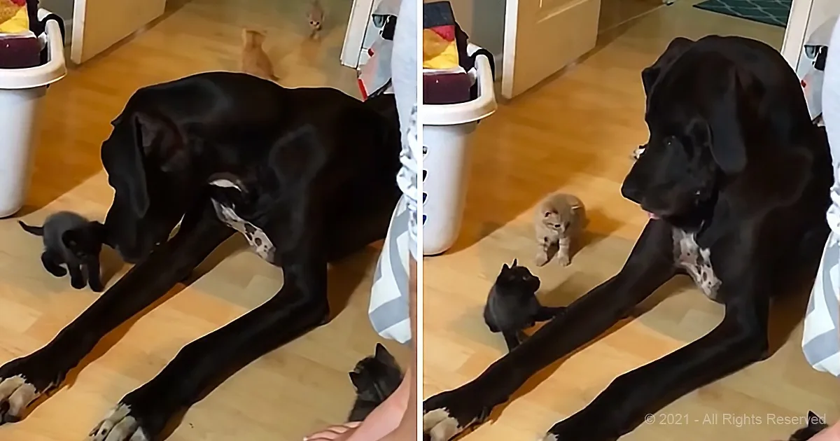 Giant Great Dane Is Super Sweet With Tiny Kittens