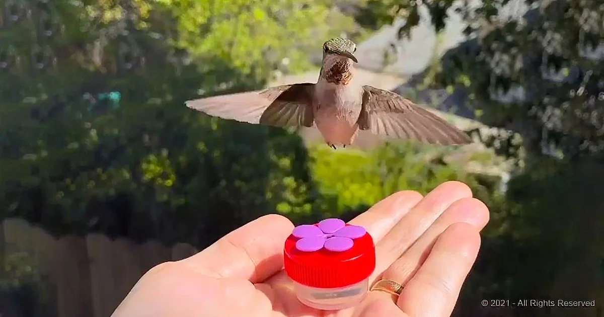 Cute Hummingbird Greets His Favorite Human Everyday