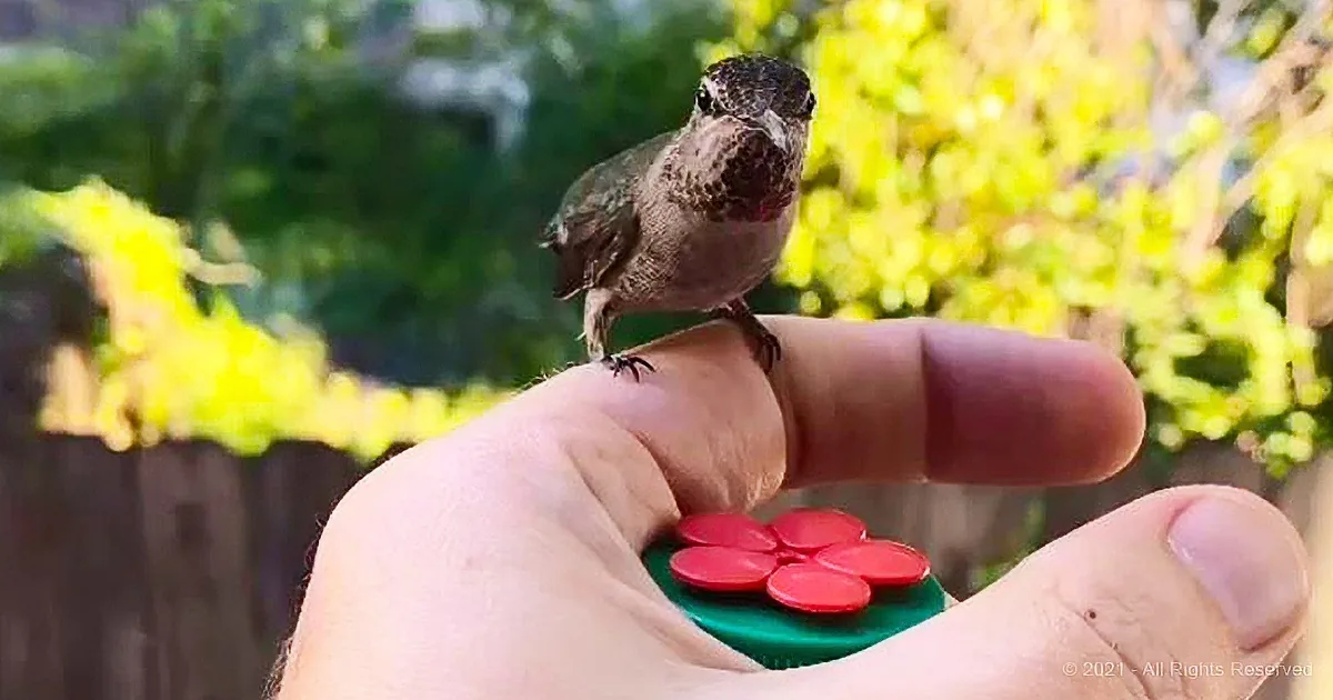 A hummingbird perches on a person's finger, with a red flower-shaped object in the hand, against a blurred yellow and...