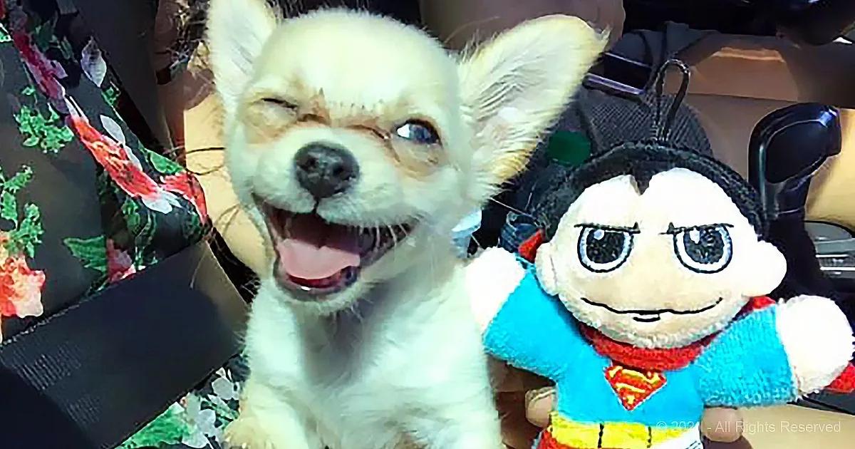 A happy Chihuahua with a stuffed toy, both smiling, in a car seat.