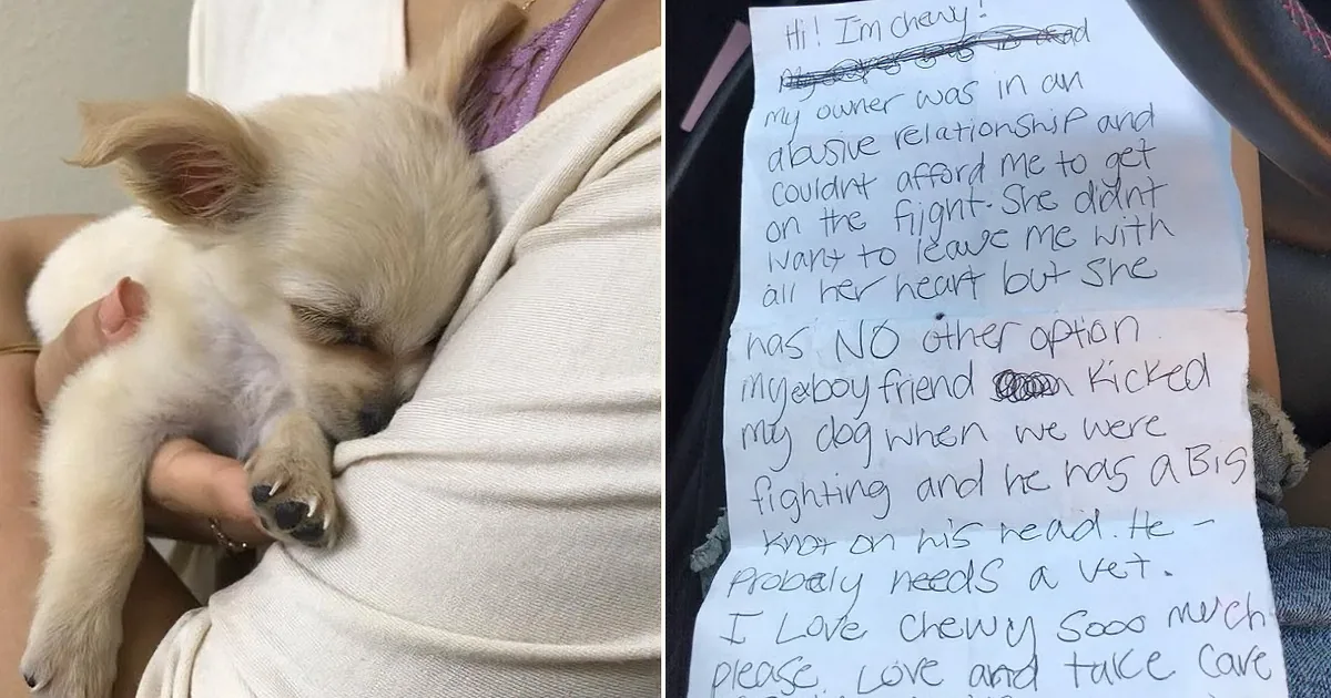 Adorable Puppy Found in Bathroom With a Heartbreaking Note