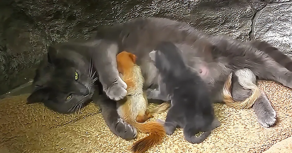 Mother Cat Nurses Four Abandoned Baby Squirrels