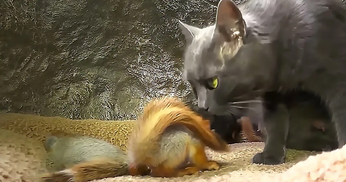 A gray cat with striking yellow eyes is interacting with a small, fluffy squirrel on a textured surface.