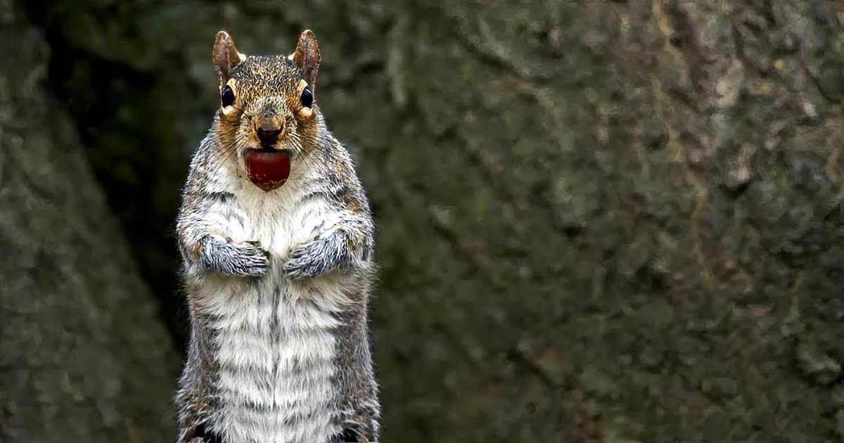 Naughty Squirrels Caught on Video Stealing Acorns