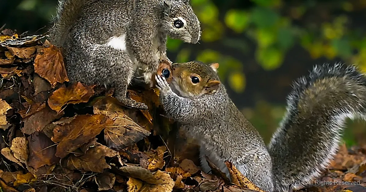 Two squirrels interact on autumn leaves, one holding the other's face.