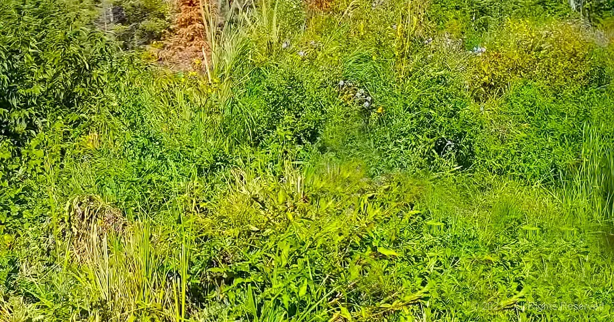 Man Films a Beaver Pond for a Year and His Footage Is Colossal