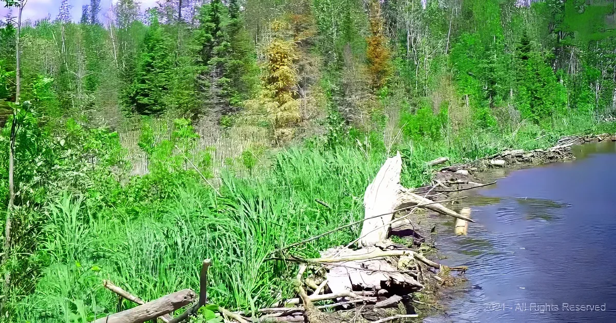 A serene riverbank with lush green vegetation, fallen logs, and a dense forest in the background.