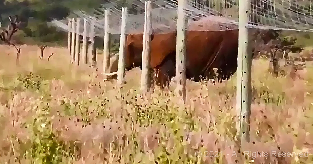 An elephant stands behind a wooden fence in a grassy field with trees in the background.