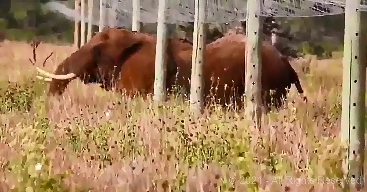 Two elephants with large tusks stand in a grassy field, partially obscured by trees.