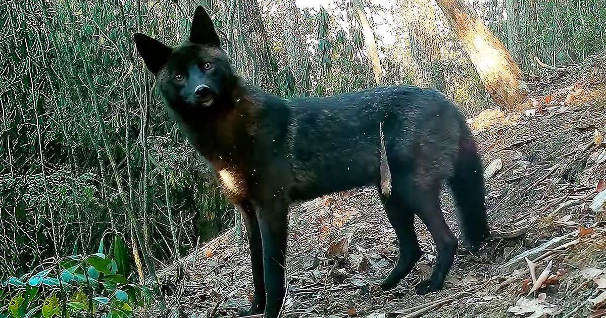 Man Records America's Rarest Animal Lurking in His Backyard