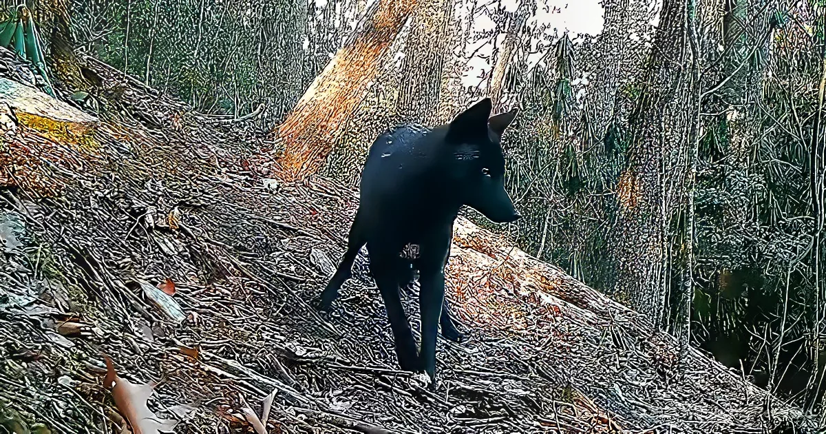 A black dog stands on a forest floor covered with sticks and leaves, surrounded by trees.