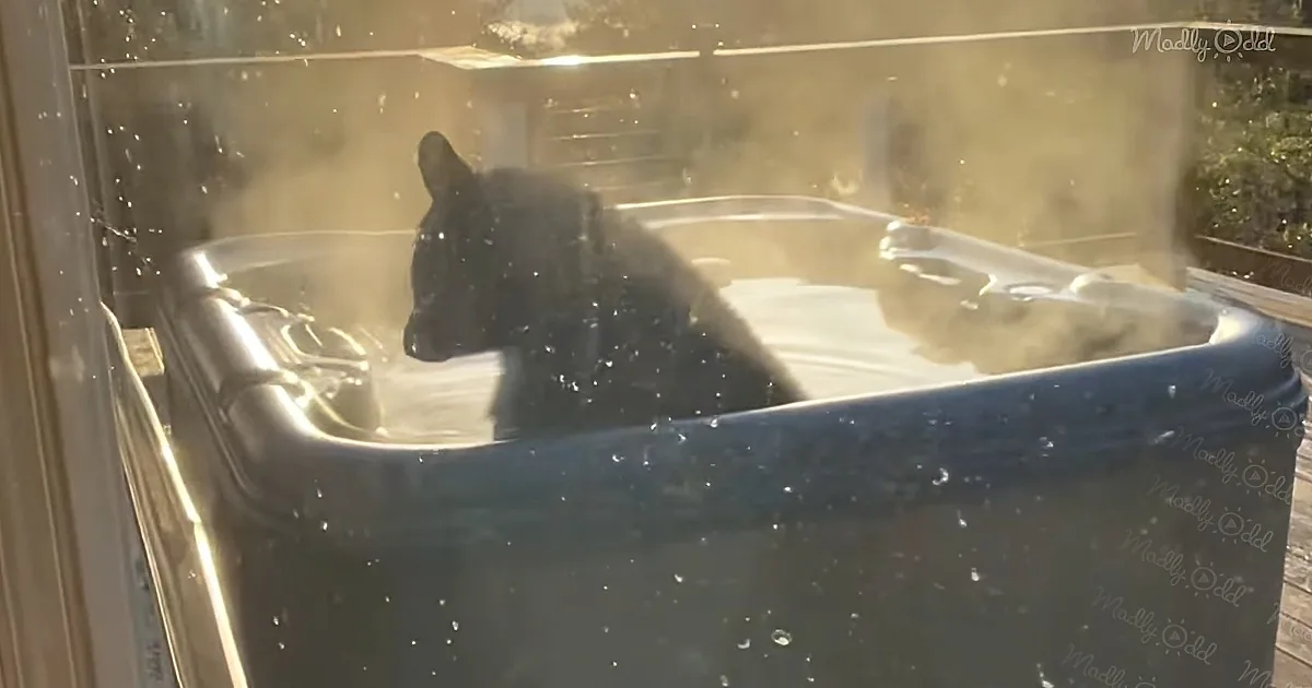 A black cat sits in a steamy bathtub, surrounded by water droplets and steam.