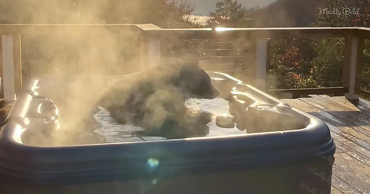 A dog is relaxing in a hot tub, surrounded by steam, with sunlight and trees in the background.