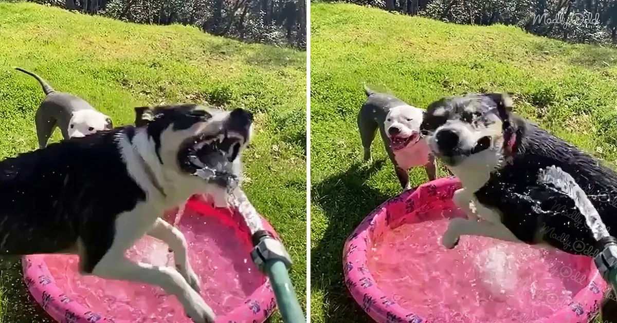 A black and white dog is playfully splashing water from a hose into a small pink kiddie pool.