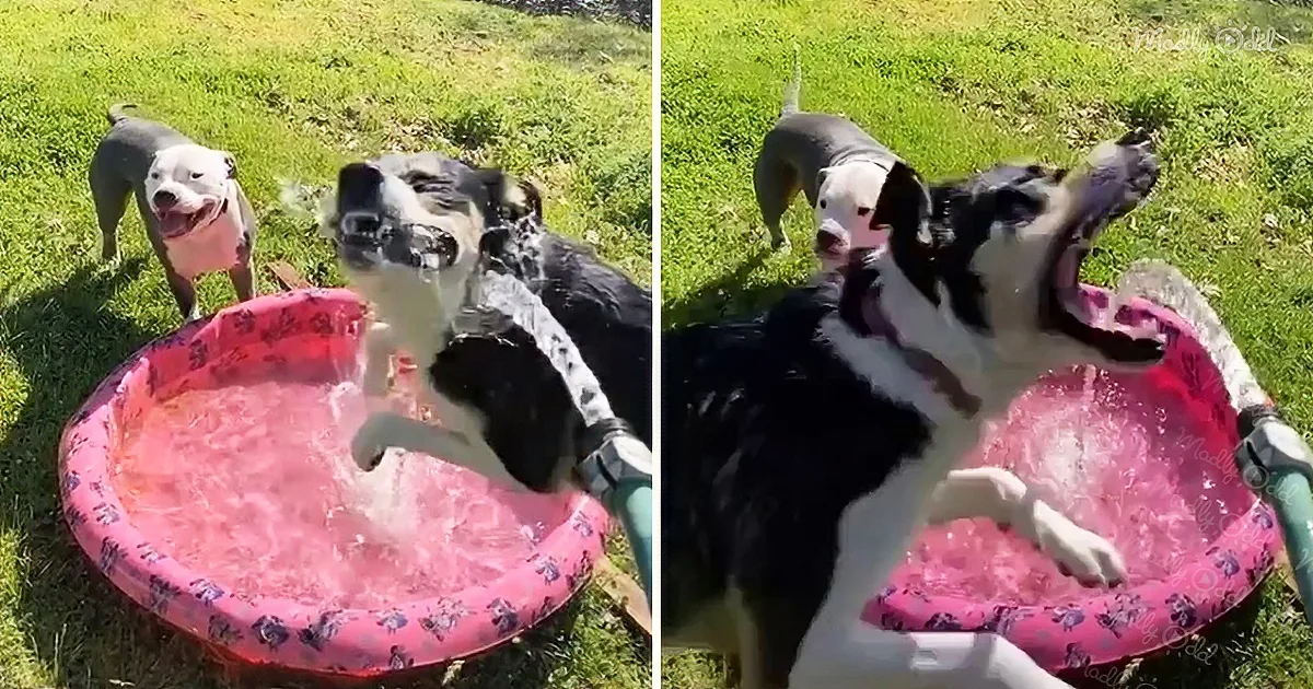 A dog jumps into a small inflatable pool filled with water, splashing playfully.
