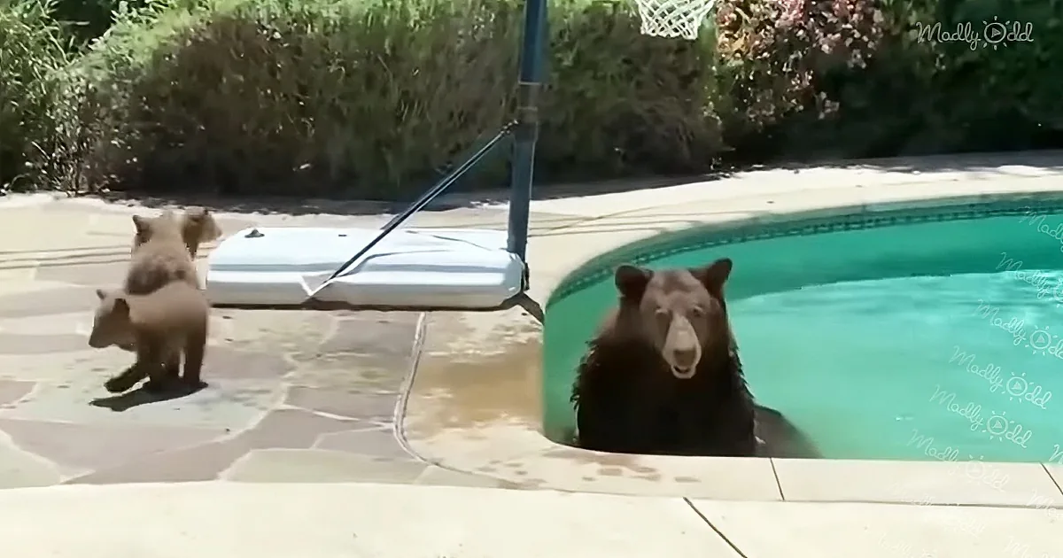 A bear is in a pool while two cubs watch from the edge.