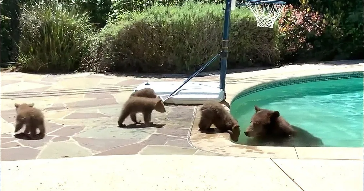 Two bears, one in a pool, the other on the edge, near a pool ladder.