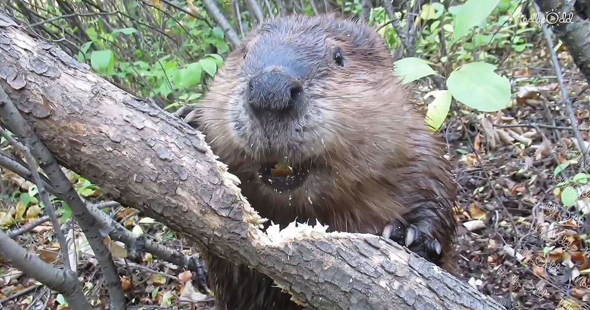 A beaver with wet fur is chewing on a tree branch in a forested area.