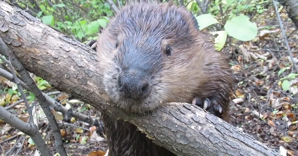 Beaver Crunches Through Massive Tree Log
