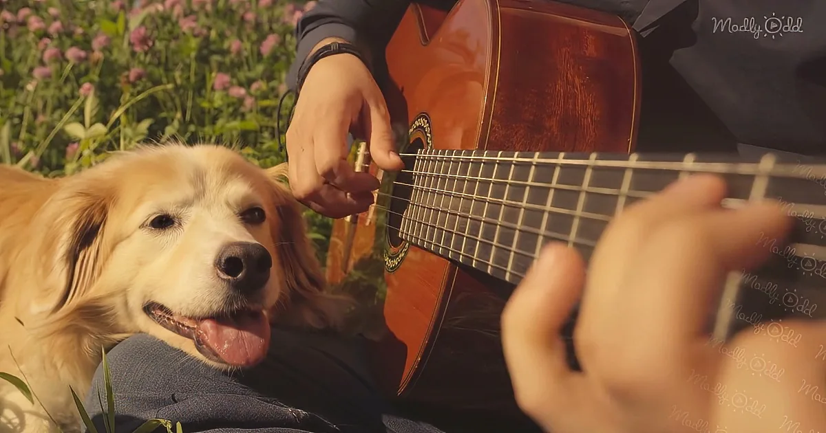 Guitarist Performs Incredible Acoustic Cover of 'Hallelujah'