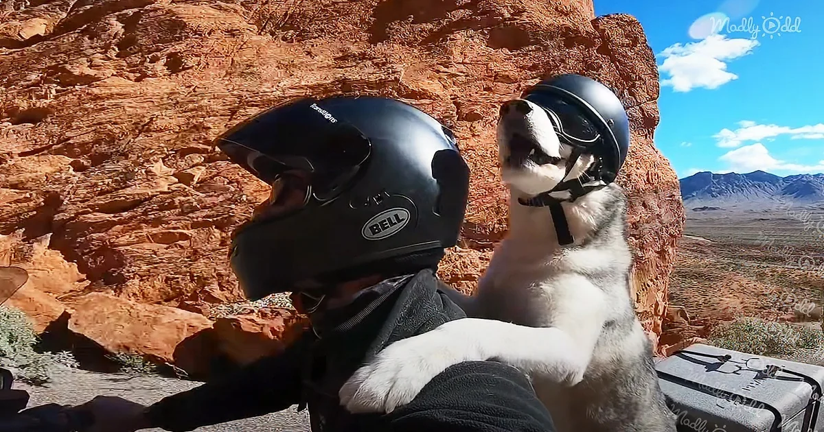A person and a dog wearing helmets are riding a motorcycle in a desert landscape.