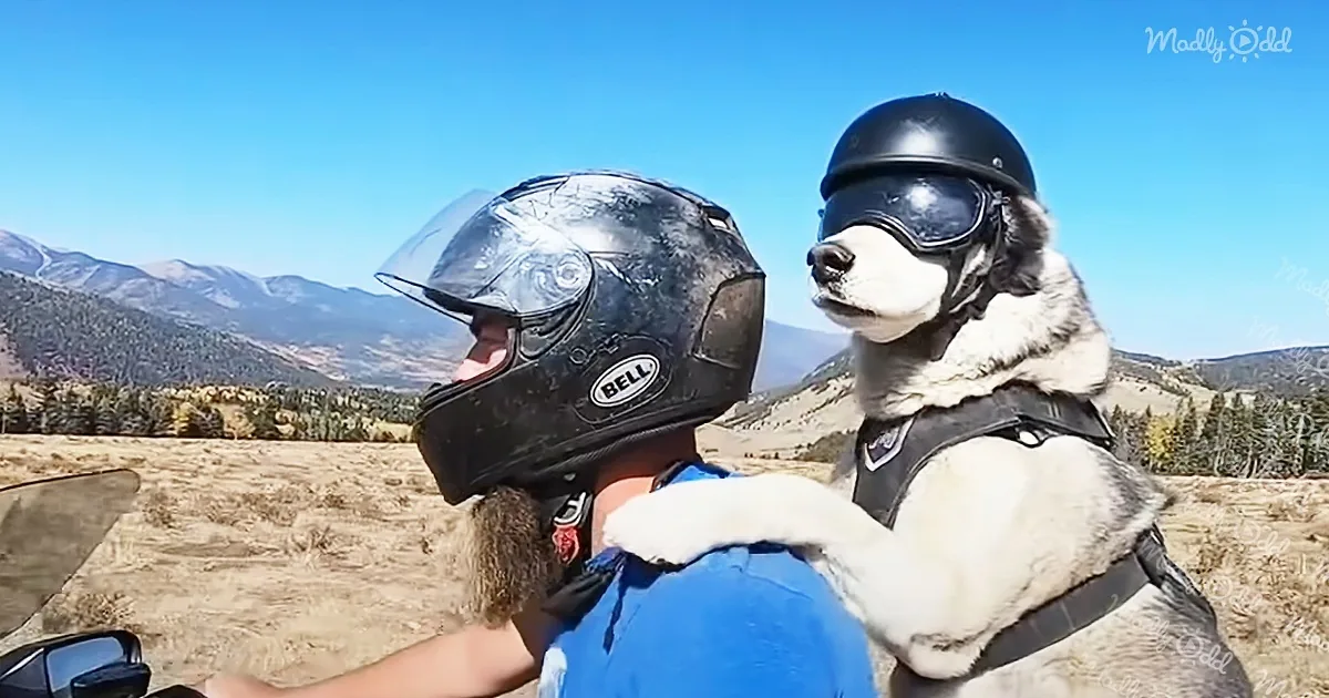 Senior Husky Travels America by Motorcycle