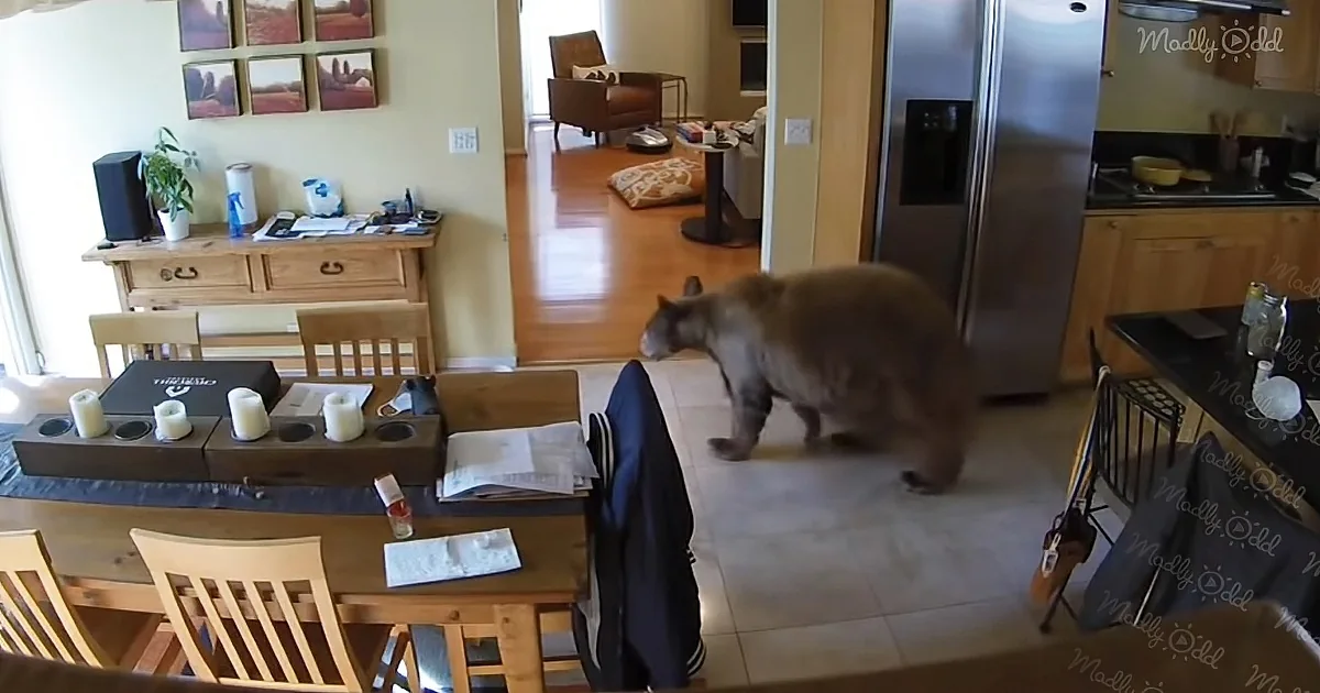 A bear walks through a modern kitchen, surrounded by furniture and appliances.