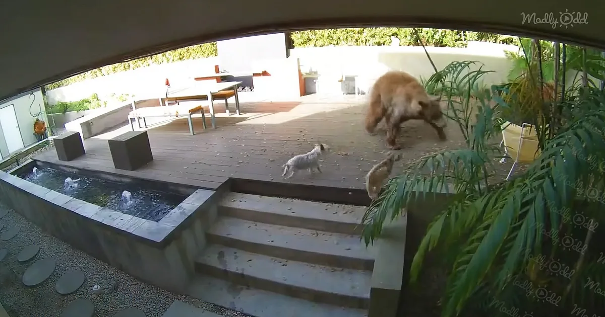 Small Dogs Scare 'Burglar Bear' Away Like a Crybaby