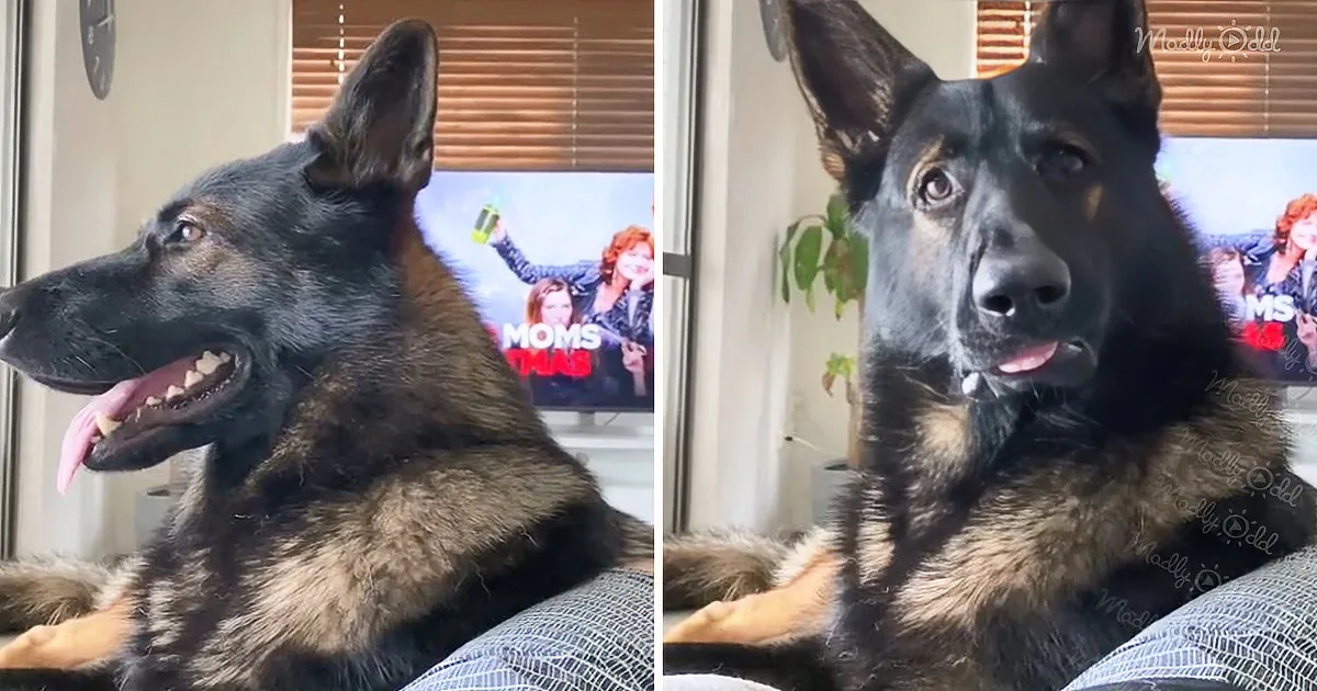 A German Shepherd dog is lounging on a couch, looking relaxed and content with its tongue out.