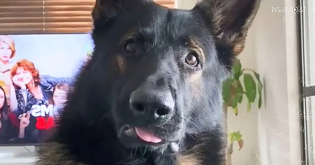 A German Shepherd dog with a relaxed expression is in the foreground, with a TV screen and a plant in the background.