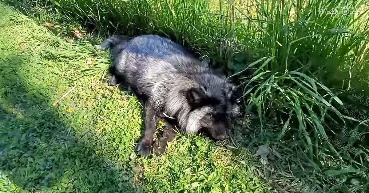 A black dog lies on a grassy patch, surrounded by tall green grass and sunlight.