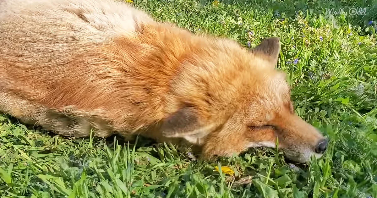 Purring Foxes Napping Under the Warm Sun