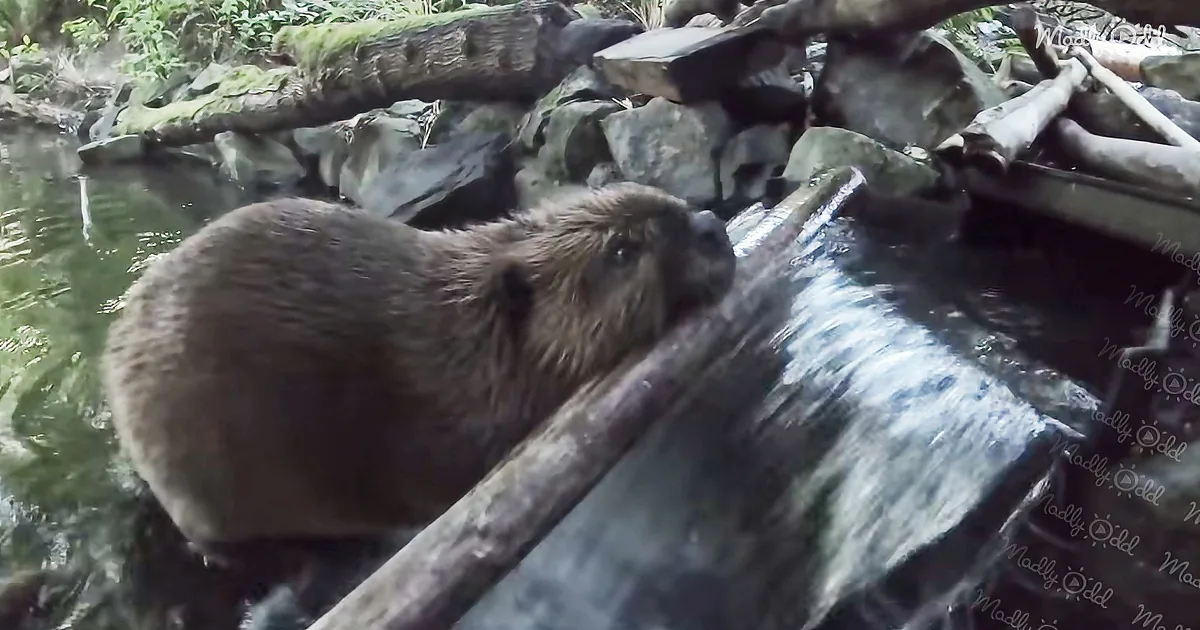 A beaver stands near water, surrounded by rocks and branches, in a natural setting.