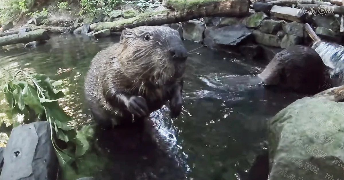 Two Beavers, Maple and Filbert, Build a Dam Together