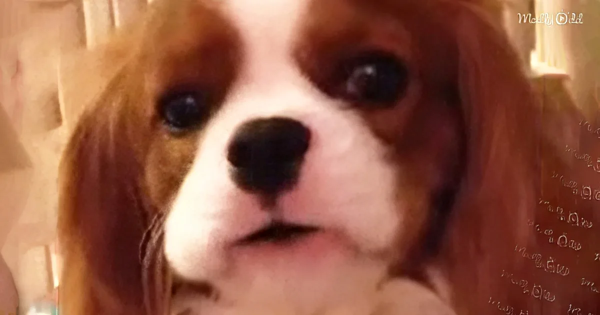 A close-up of a Cavalier King Charles Spaniel with brown and white fur, looking slightly to the side.