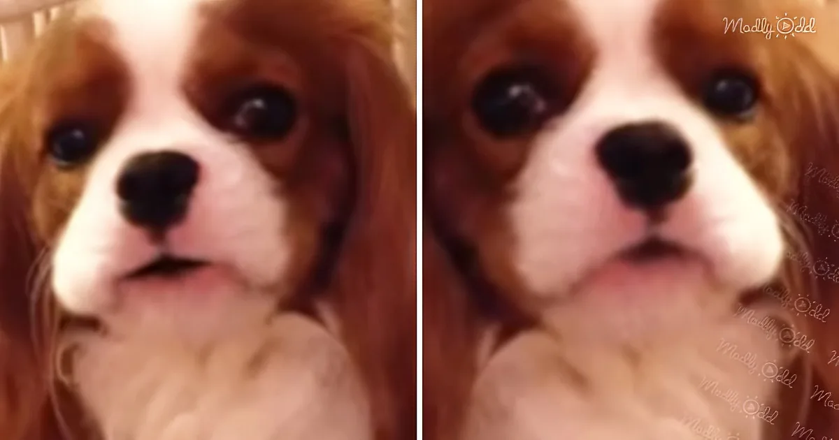 A close-up of a Cavalier King Charles Spaniel with brown and white fur, looking directly at the camera.