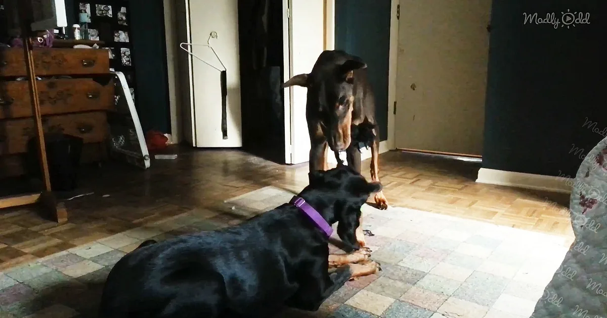 Kind Doberman Plays With New Blind Best Friend