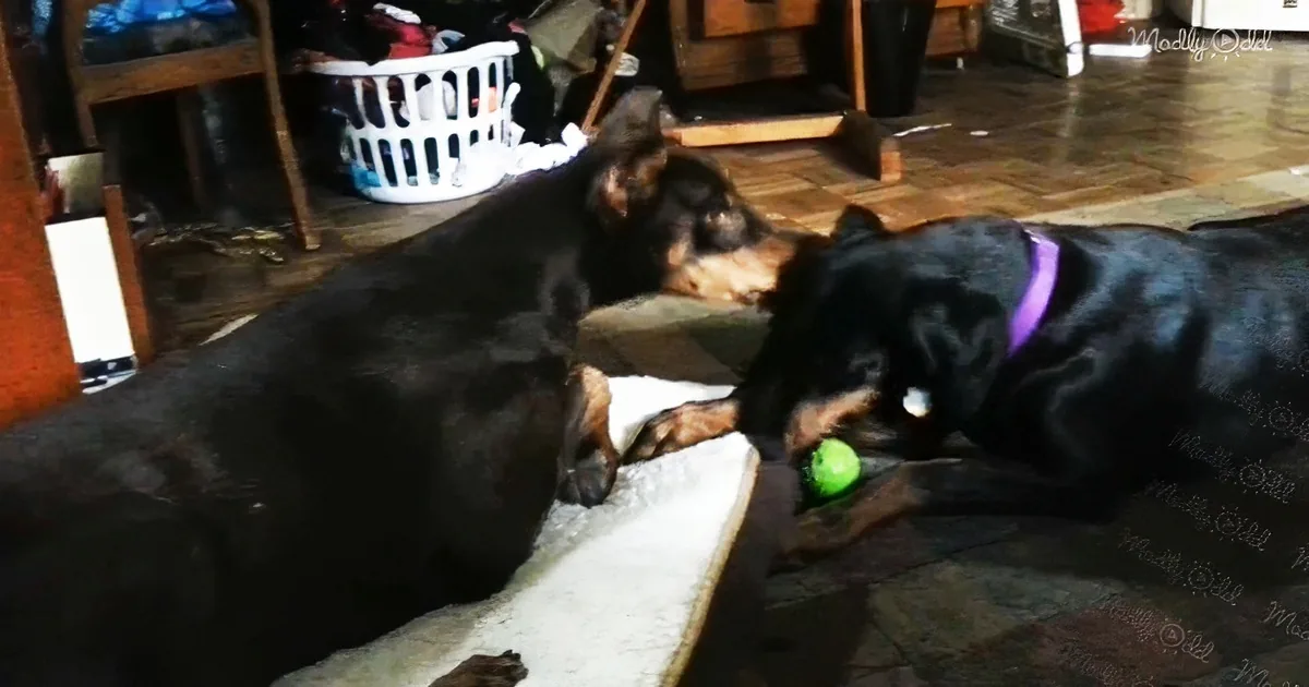 Two black dogs play with a green ball on a wooden floor, surrounded by household items.