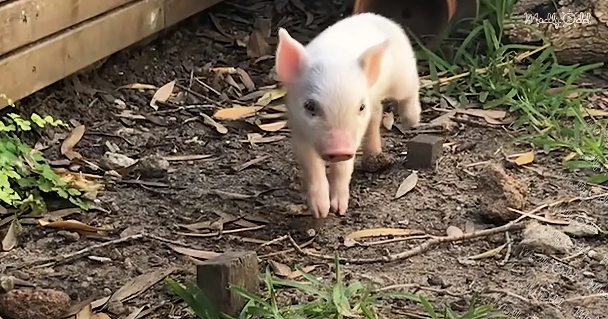 Small Piglet Saves Her Own Life by Jumping off a Truck
