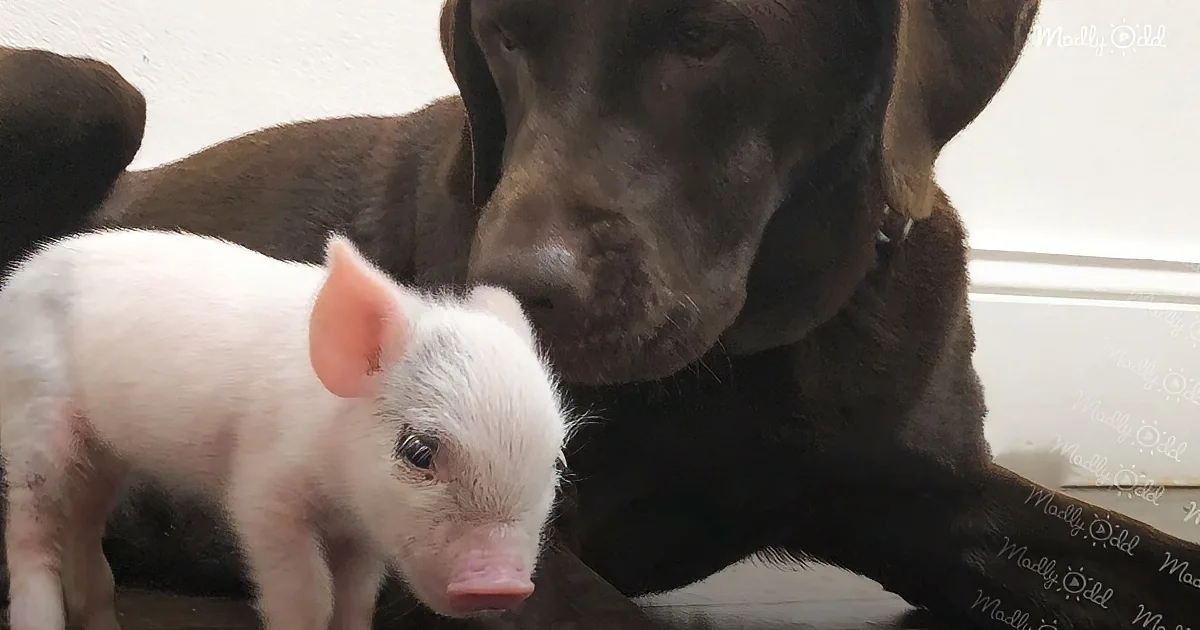 A small white piglet stands near a large brown dog, both looking at the camera.