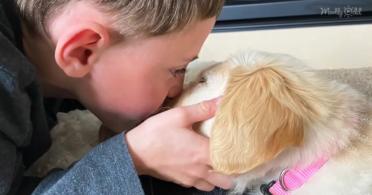 A boy is affectionately kissing a small, fluffy dog with a pink collar.