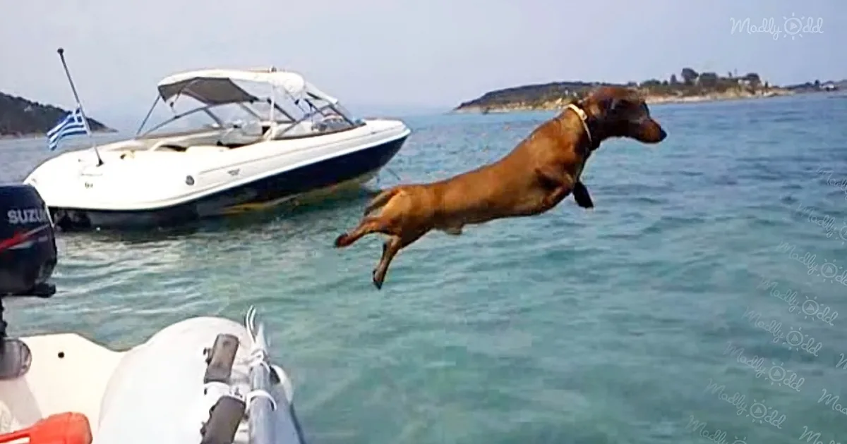 Plucky Dachshund Visits the Beach to Let off Some Steam