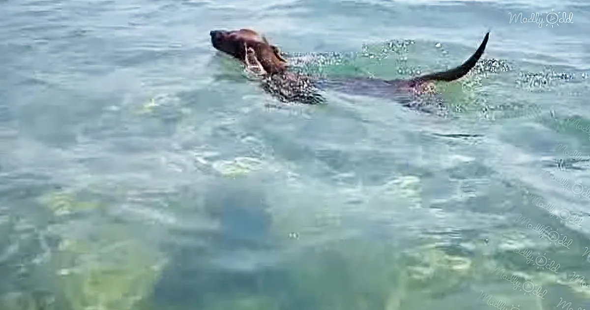A dog is swimming in the water, creating ripples and splashes around it.