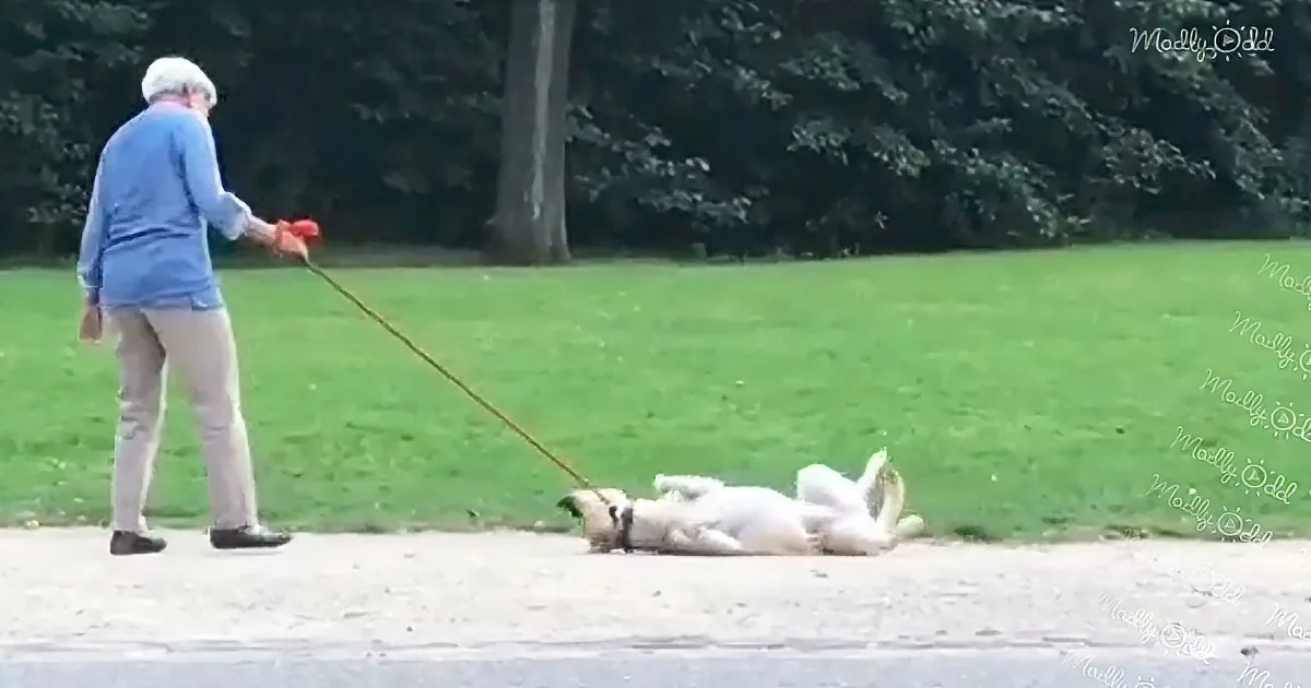 An elderly person walks a dog on a leash, which is pulling the dog down a path.