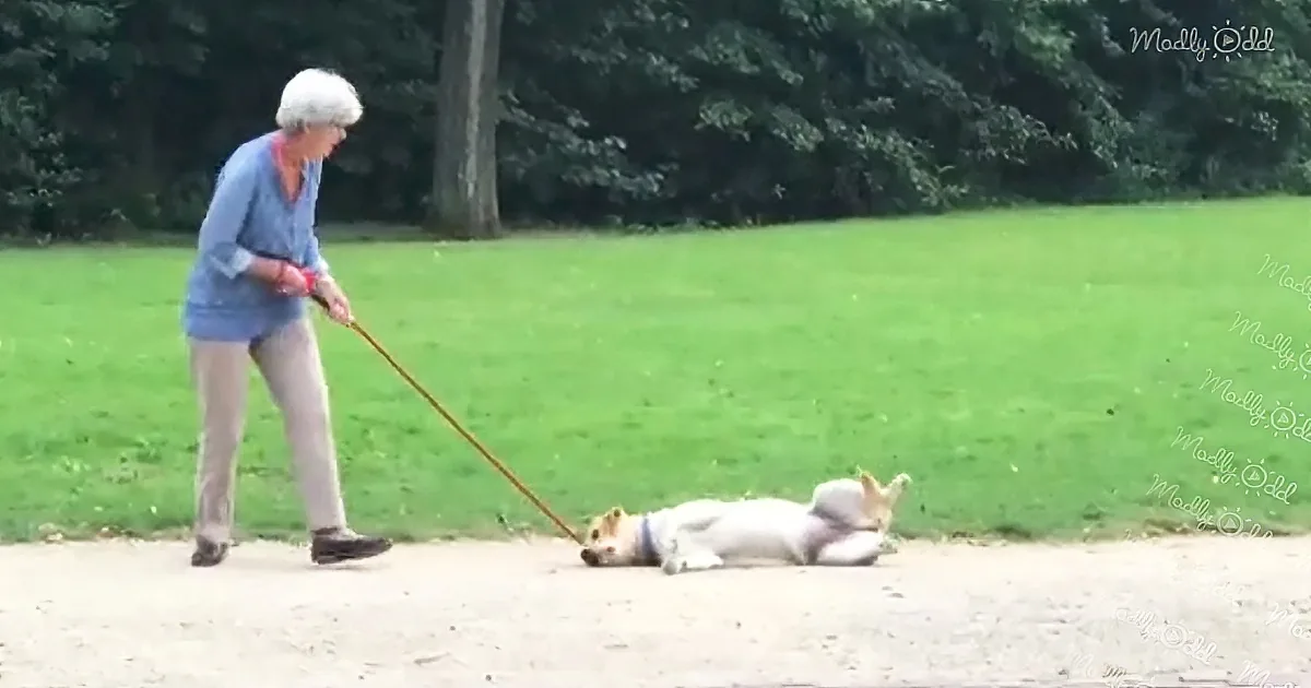 An elderly woman walks a dog on a leash, which is lying on the ground.